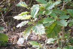 Solanum chrysotrichum